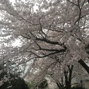 下野市の桜並木🌸のサムネイル